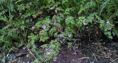 Geranium robertianum