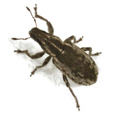 Sitona discoideus
