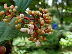 Medinilla alpestris
