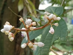 Medinilla alpestris
