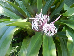 Crinum subcernuum