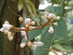 Medinilla alpestris