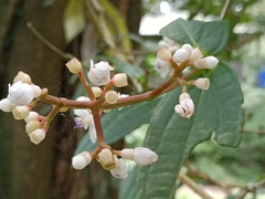 Medinilla alpestris