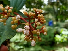 Medinilla alpestris