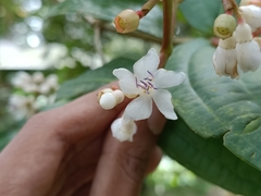 Medinilla alpestris