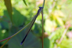 Enallagma divagans