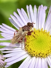 Myopa clausa