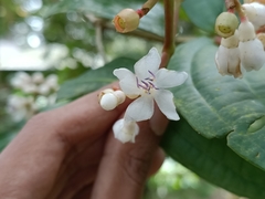 Medinilla alpestris