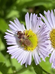 Myopa clausa