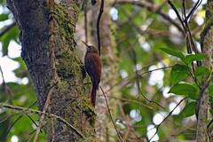 Lepidocolaptes lacrymiger