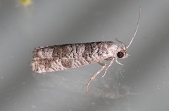 Retinia gemistrigulana