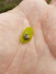 Xerolenta obvia