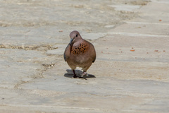 Streptopelia senegalensis