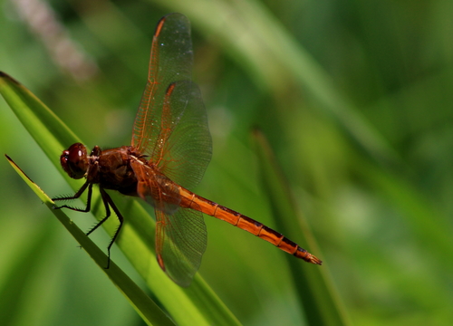 Needham's Skimmer photographed in Rhode Island