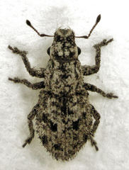 Floresianus sordidus