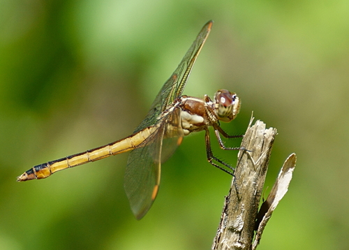 Golden-winged Skimmer photographed in Illinois