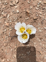 Calochortus nuttallii