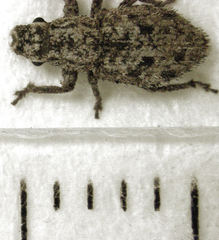 Floresianus sordidus