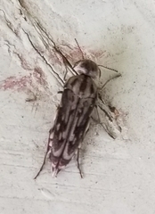Yakuhananomia bidentata