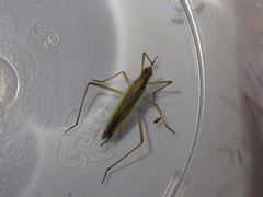 Megaloceroea recticornis