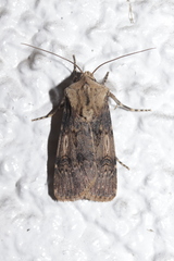 Agrotis puta