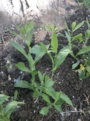 Rorippa austriaca