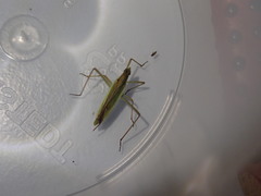 Megaloceroea recticornis