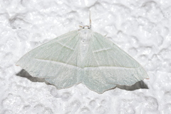 Campaea margaritaria