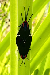 Ctenucha multifaria