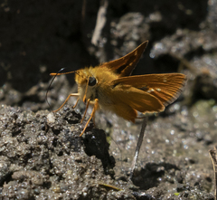 Ochlodes agricola