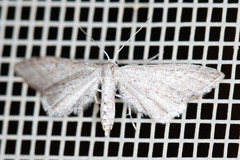 Euacidalia quakerata