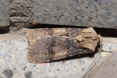 Agrotis puta