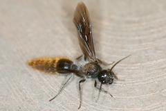 Sphaeropthalma marpesia