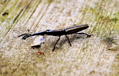 Brentus anchorago