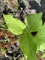 Melanthiaceae