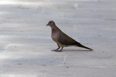 Streptopelia senegalensis