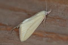 Phytometra obliqualis