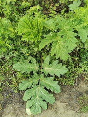 Heracleum maximum