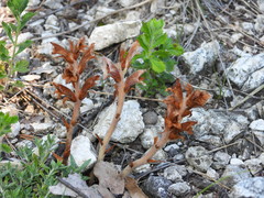 Orobanche teucrii