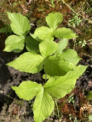Melanthiaceae