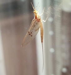 Ephemera glaucops