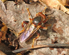 Teuchocnemis bacuntius