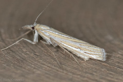 Eufernaldia cadarellus