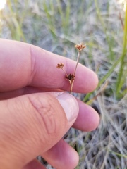 Juncus saximontanus