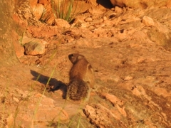 Atlantoxerus getulus