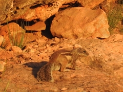 Atlantoxerus getulus