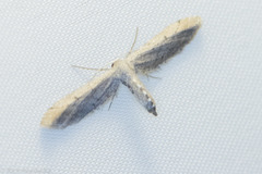 Euacidalia quakerata