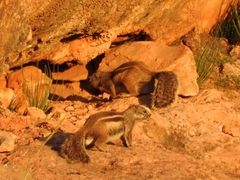 Atlantoxerus getulus