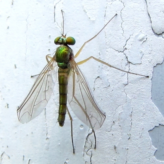 Amblypsilopus psittacinus