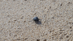Erodius siculus